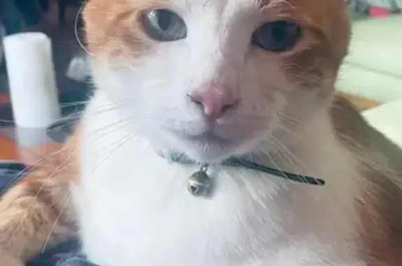 Chat mâle roux et blanc perdu à Dinard - photo