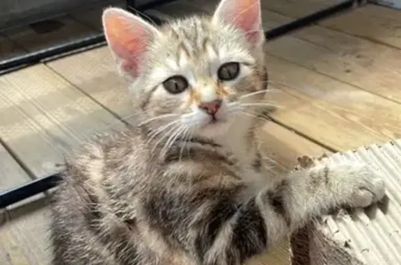 Animaux perdus Lille, photo: Chatte perdue à Lille, Rue du Marché