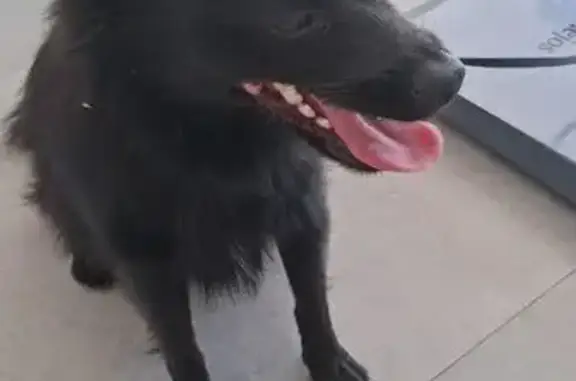 Animales encontrados Alcala de Guadaira, foto: Perro pequeño encontrado en Alcalá de Guadaíra