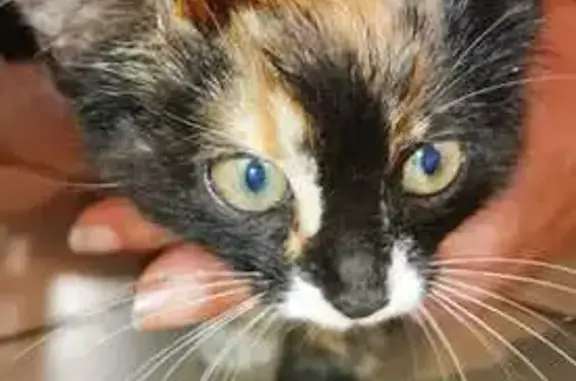 Chat trouvé Lucq-de-Béarn, photo: Chaton isabelle blessé Chemin des Crêtes