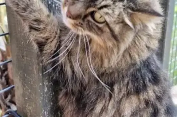 Chat tigré à poil long perdu à Salon - photo