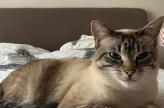 Chat perdu, , photo: Chatte 2 ans perdue à Valravillon