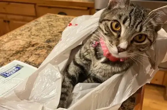 Lost Tabby: Salem with Orange Eyes