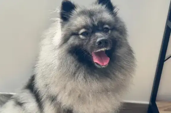 Chien perdu Bresles, photo : Chien perdu : Laika, grise, taille moyenne