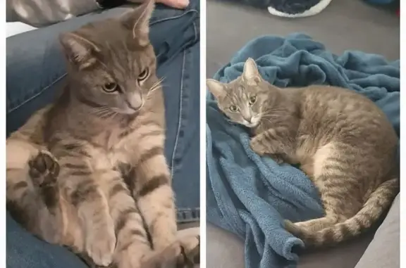 Animaux perdus Épinal, photo: Chat gris clair tigré perdu à Épinal