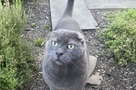 Missing Cat: Meatball Spotted Near Elmira