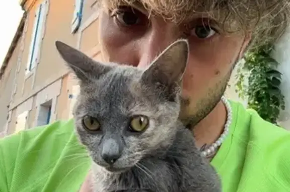 Chaton écaille trouvé à Angoulême - photo