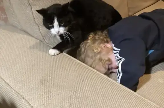 Chat perdu, Cuers, photo: Chatte noire et blanche perdue à Cuers