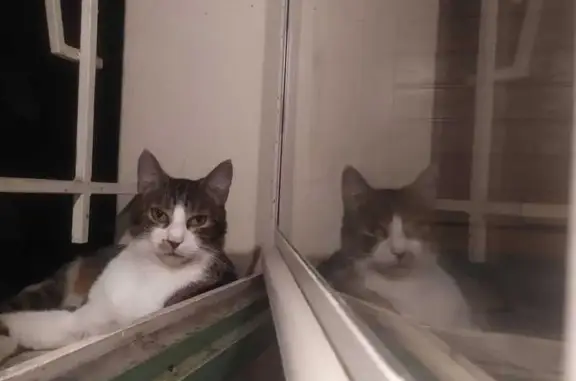 Animaux perdus , photo: Chatte perdue, grise et blanche, rue Carnot