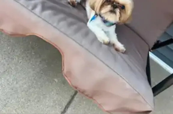 Lost Dog: Rocky, Beige with Brown Spots