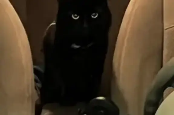 Lost Black Cat: Seen in Plymouth, MA