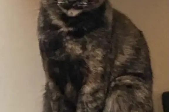 Chat perdu, , photo: Chat écaille de tortue perdu à Fougerolles