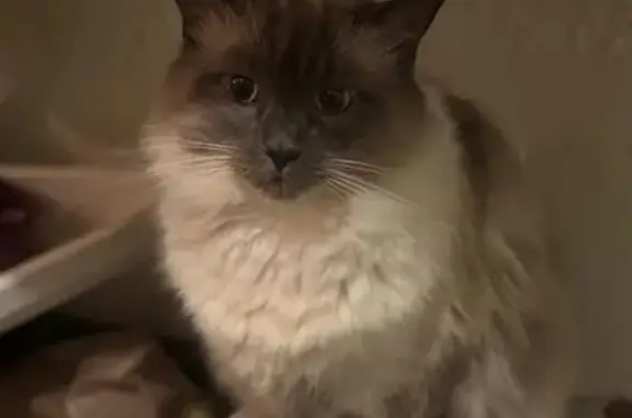 Lost: White Cat with Blue Eyes in Melbourne