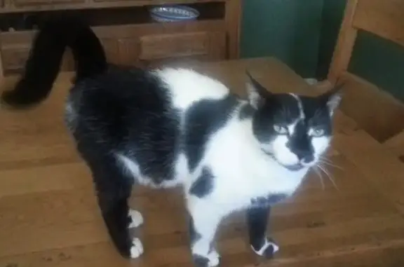 Lost: 14-Year-Old Black & White Cat
