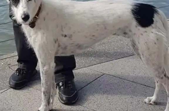 Lost pets , photo: Help Find Marley: Lost Greyhound x Whippet