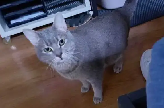 Chat gris perdu, bout de queue cassé - photo