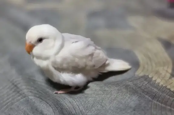 Lost Lovebird: Unique Markings in Tampines