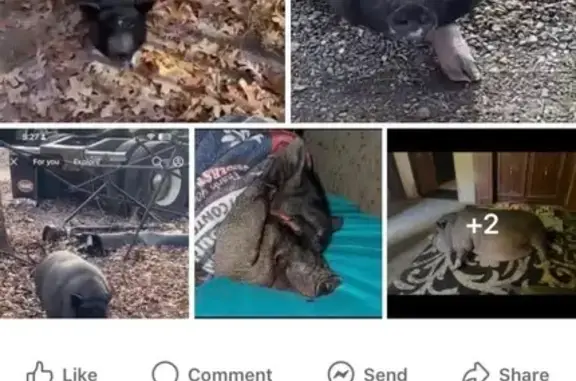 Help Find Lost Pig: $1000 Reward Offered