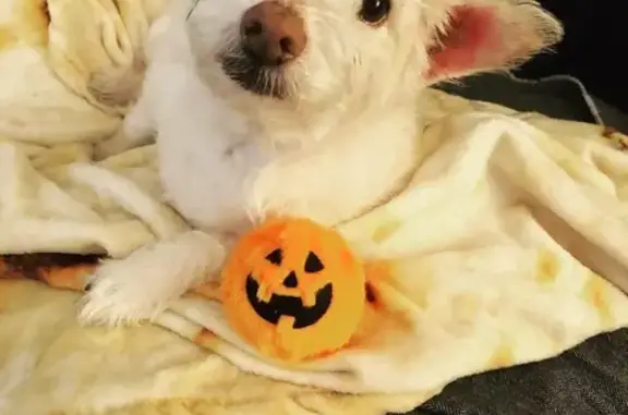 Missing dog Layton, photo: Lost: White Terrier, Brown Stripe, Layton