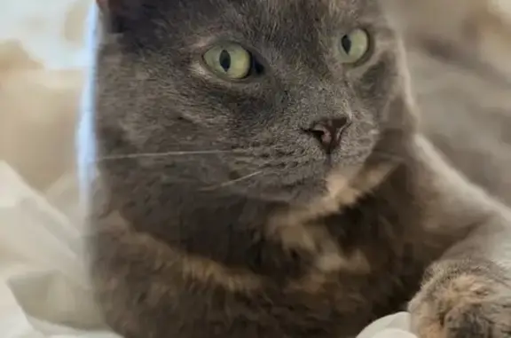 Lost Shy Cat: Gray, Brown & White Spots