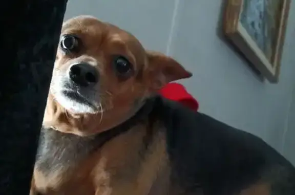 Lost Dog: Big-Eyed, Shiny Coat in Richey