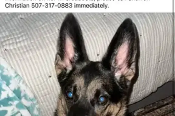 Friendly Lost Dog on Lincoln St SW