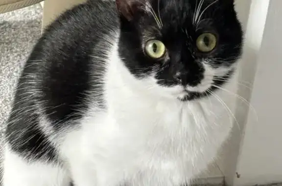 Lost pets , photo: Lost 11-Month-Old Cat in East Ardsley