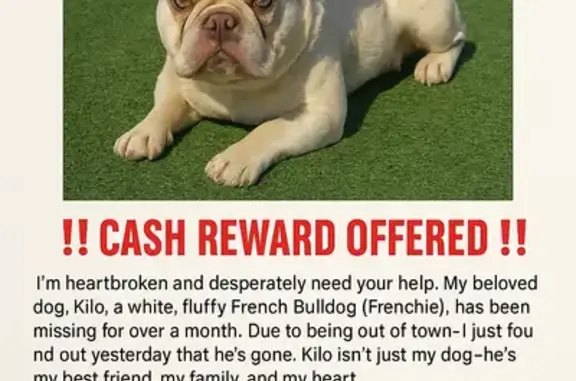 Lost Fluffy French Bulldog in Dallas