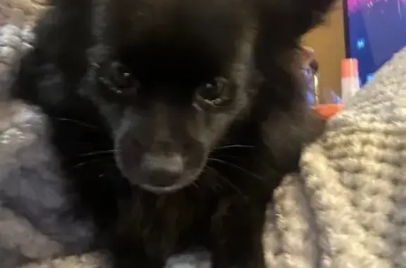 Lost pets Blacktown, photo: Lost Fluffy Dog: Aki on Welwyn Rd