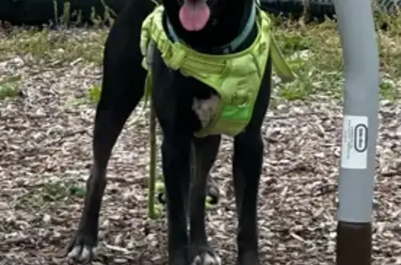 Lost Dog: Teal Collar, Neon Harness