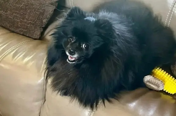 Lost Black Pomeranian: Reward Offered