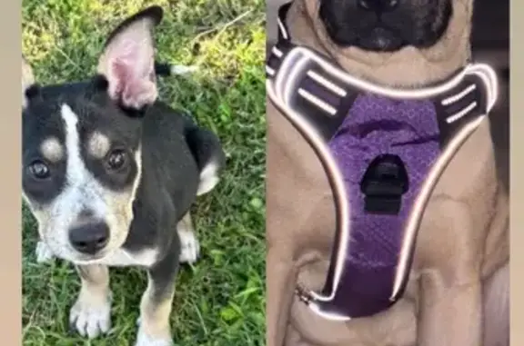Lost Dogs Muffin & Rylo: Tulsa, Help!
