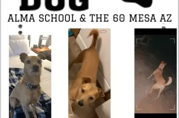 Lost Tan Dog: Skittish but Friendly