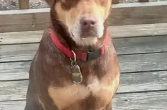 Lost Dog: Brown/Blonde Mix on Enid St.
