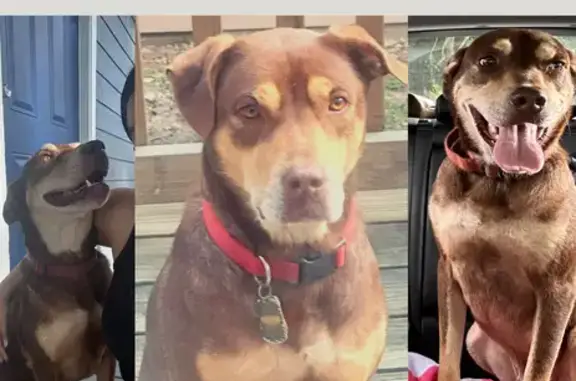 Lost Dog: Dark Brown, Red Collar - Houston