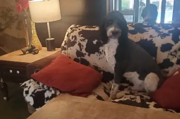 Lost Black & White Dog in Scranton, PA