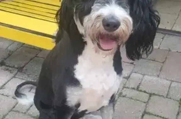 Missing dog , photo: Lost Black & White Dog in Scranton, PA