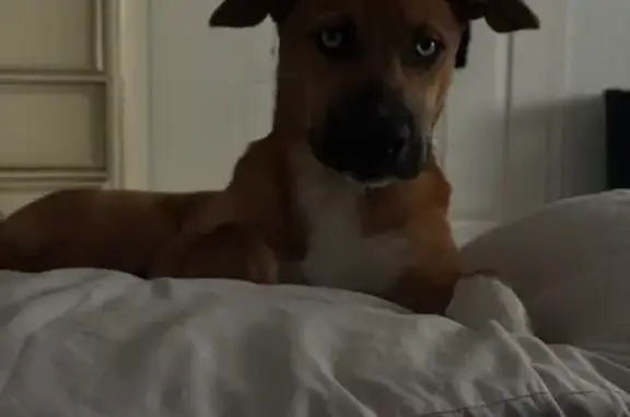 Lost Dog: Brown & White in Socorro