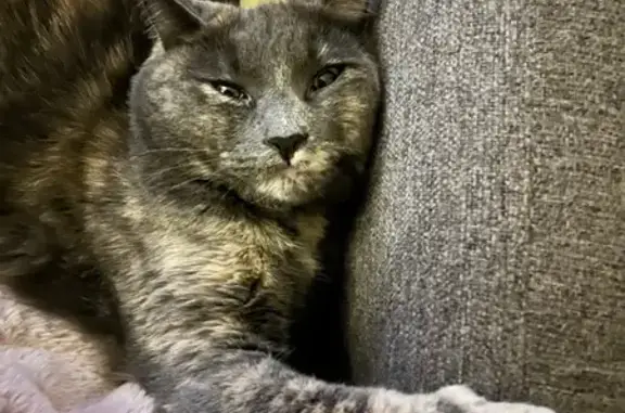 Lost Tortoiseshell Cat in Lakeville Area