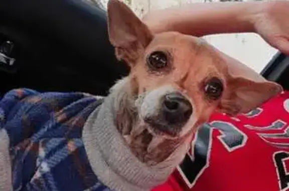 Chihuahua Café-Blanca Perdida en CDMX