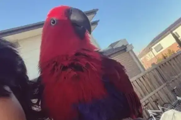 Lost Tame Bird: Orange Tail in Wyndham