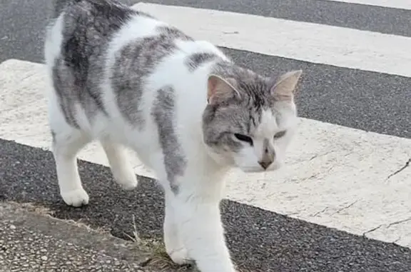 Chat trouvé Chessy, photo: Chat blanc tigré trouvé près du Bicheret