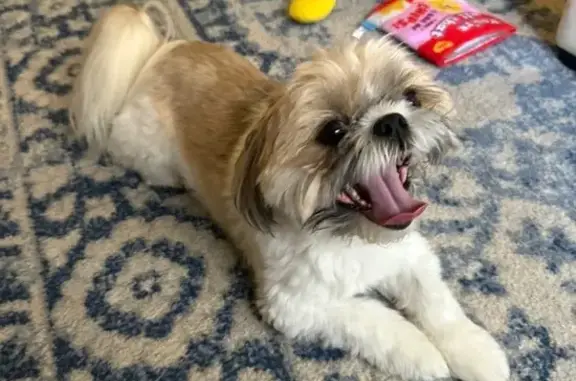 Lost Dog in Garrett Park: White & Brown