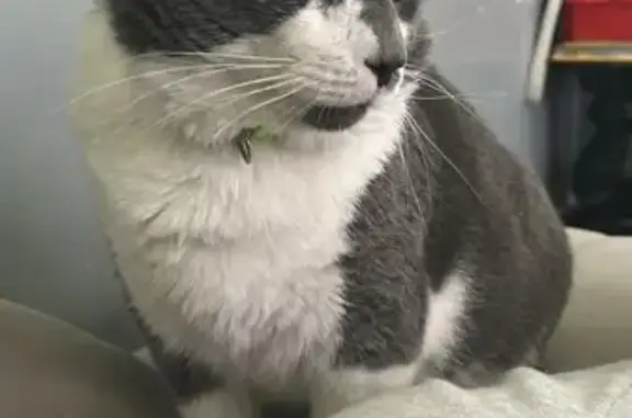 Lost Cat: Grey, Waite Reservoir Ave, Revere