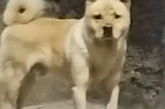cachorro encontrada