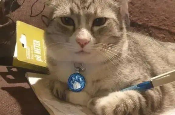 Lost Cat: Friendly, Vocal Boy on Austin Ave