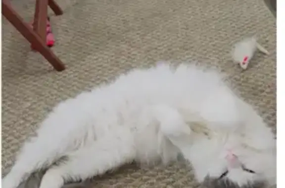 Lost Cat: White & Gray in Greenwood