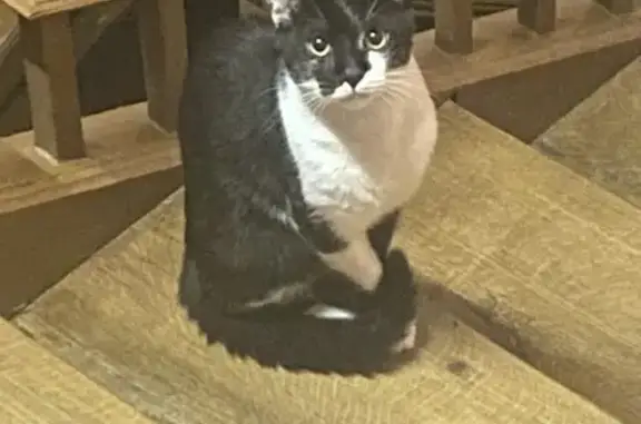 Chat trouvé Tarbes, photo: Chat noir et blanc trouvé à Tarbes