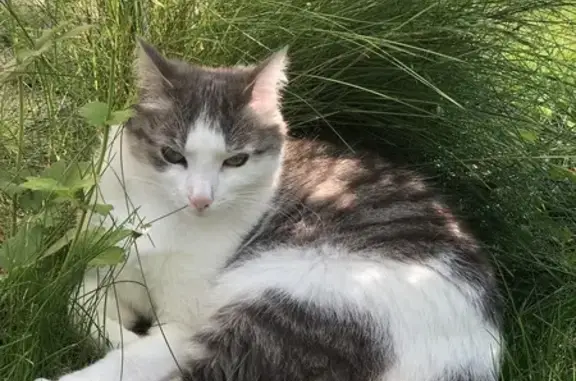 Animaux perdus Woippy, photo: Chatte perdue Maika, craintive, Woippy