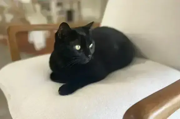 Chat noir perdu à Meyrin (Suisse) - photo